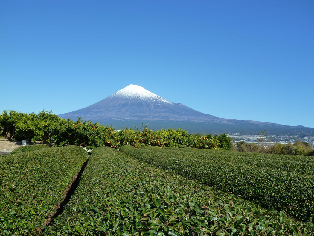 出身地である静岡県の風景